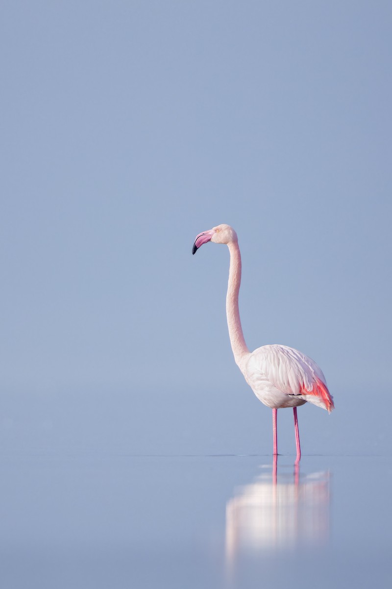 Розовый фламинго - ML616112484