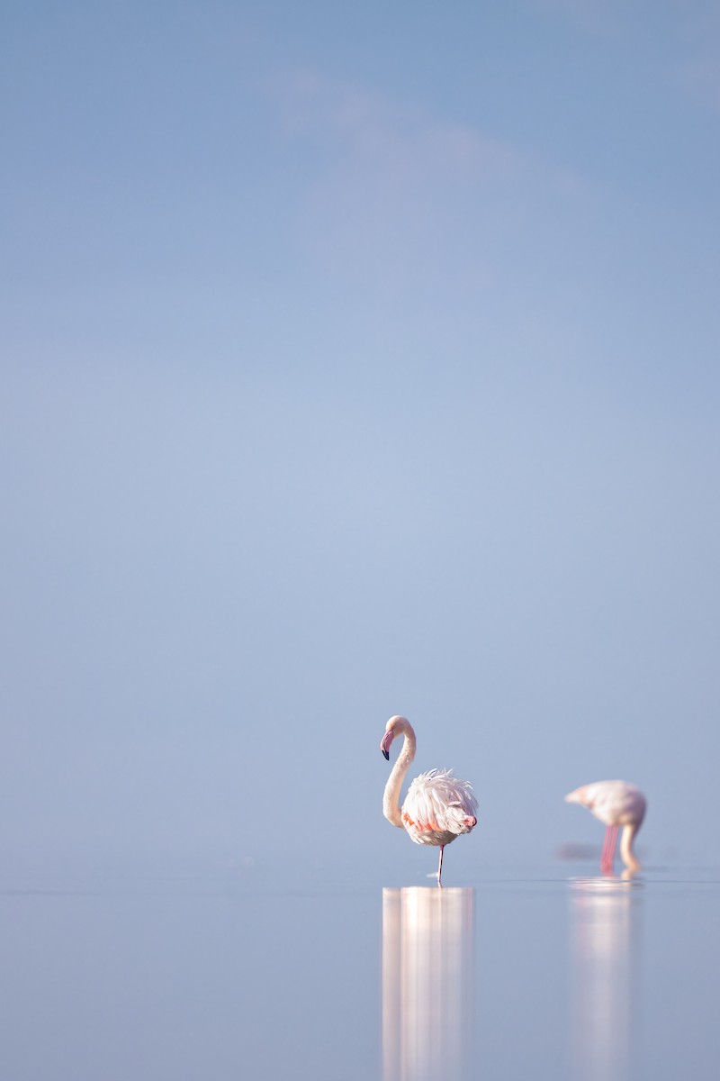 Greater Flamingo - ML616112487