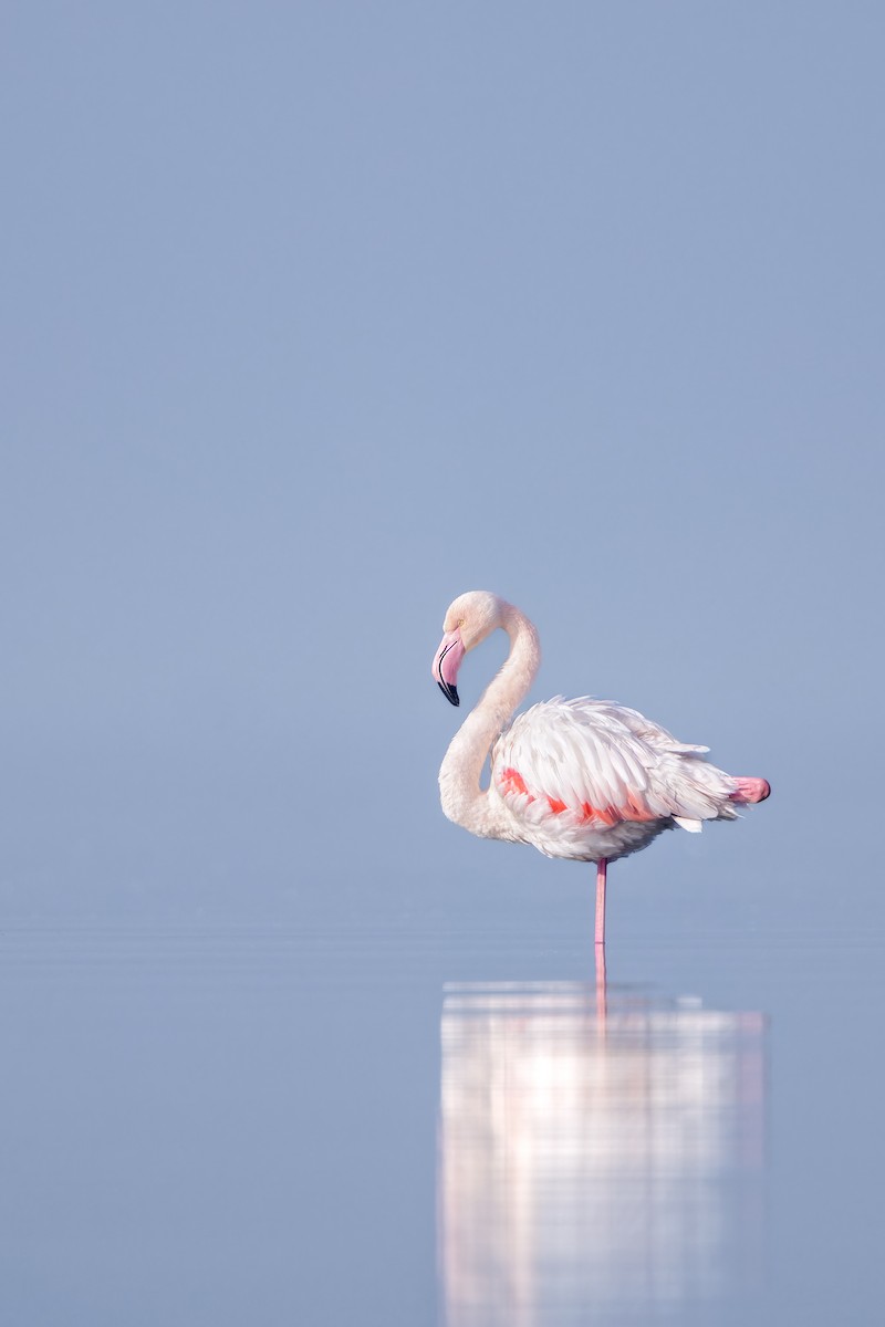 Greater Flamingo - ML616112488