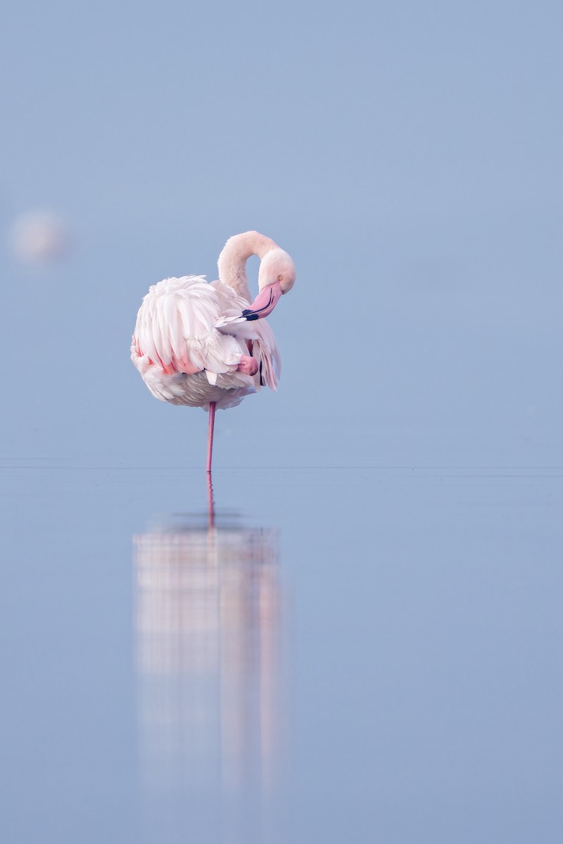 Greater Flamingo - Frédérick Lelièvre