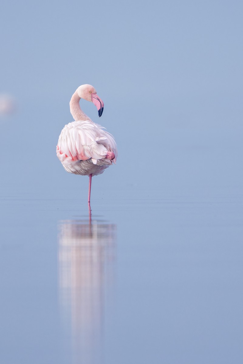 Greater Flamingo - ML616112491