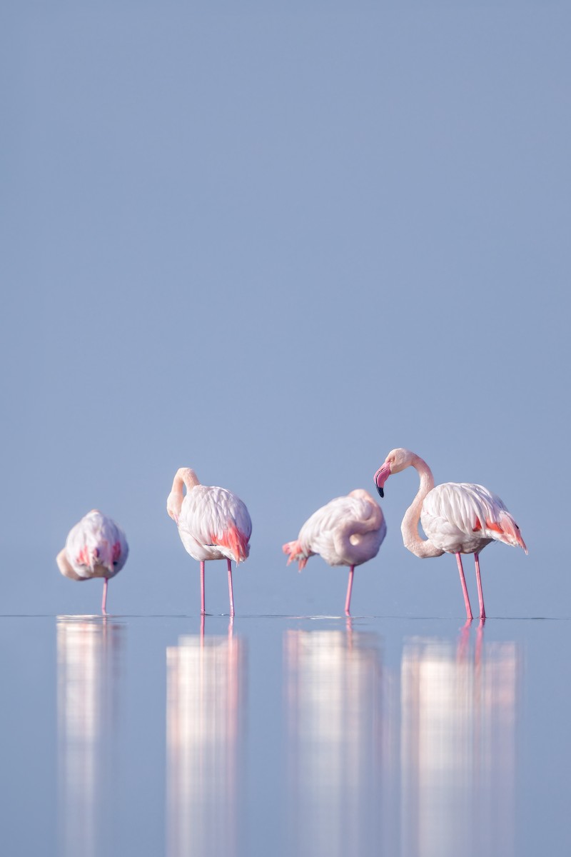 Greater Flamingo - ML616112493