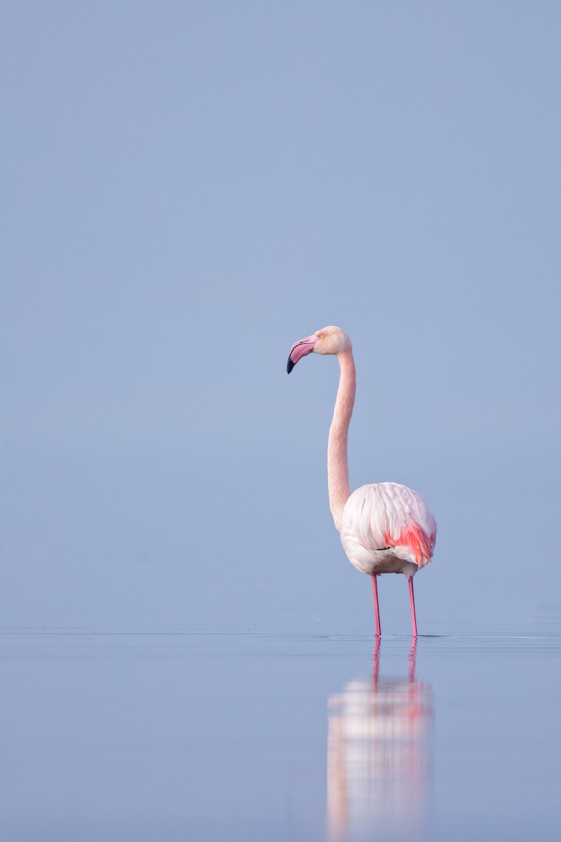 Greater Flamingo - ML616112495