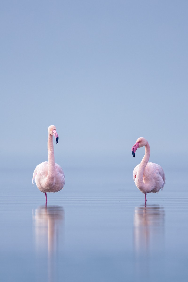 Greater Flamingo - Frédérick Lelièvre