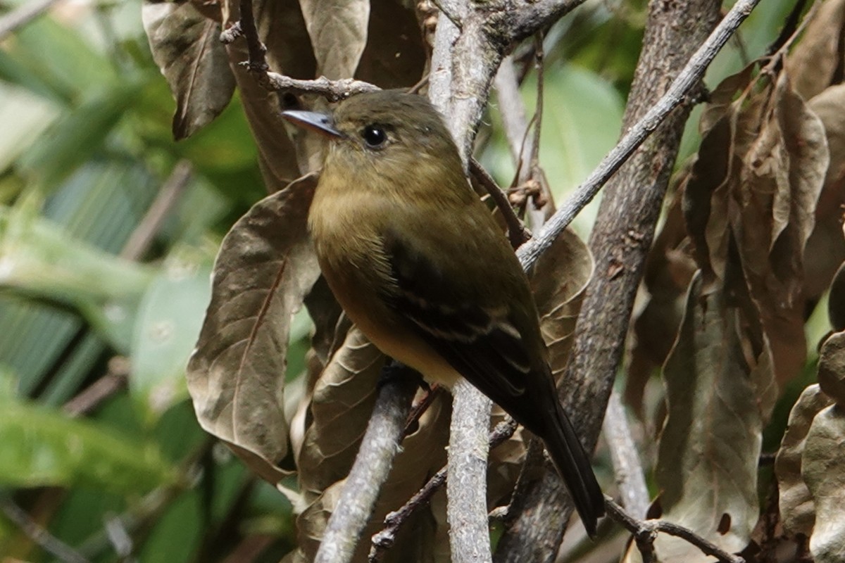 Ochraceous Pewee - ML616112515