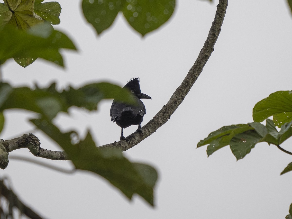 Amazonian Umbrellabird - ML616112523