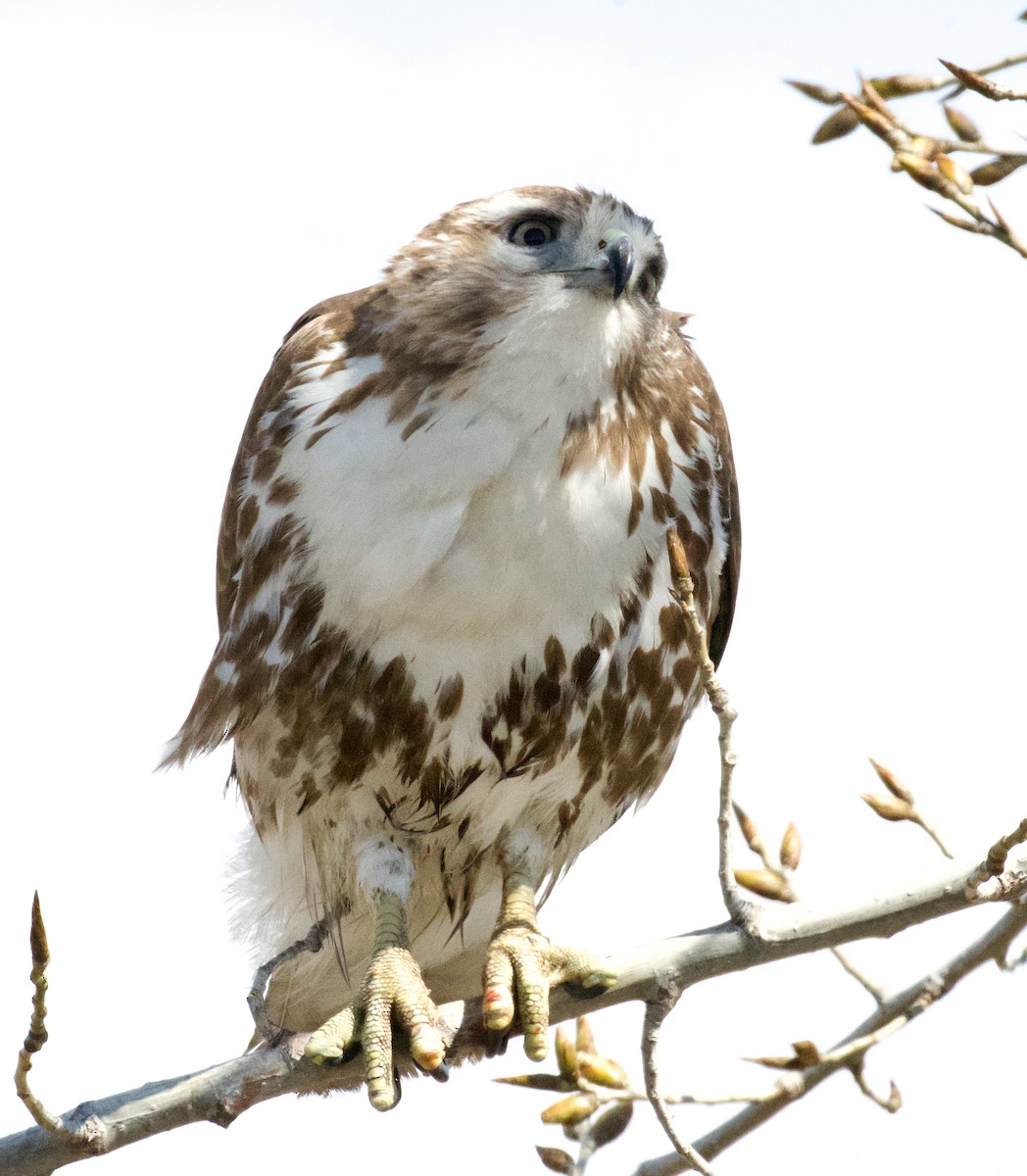 Red-tailed Hawk - ML616112527