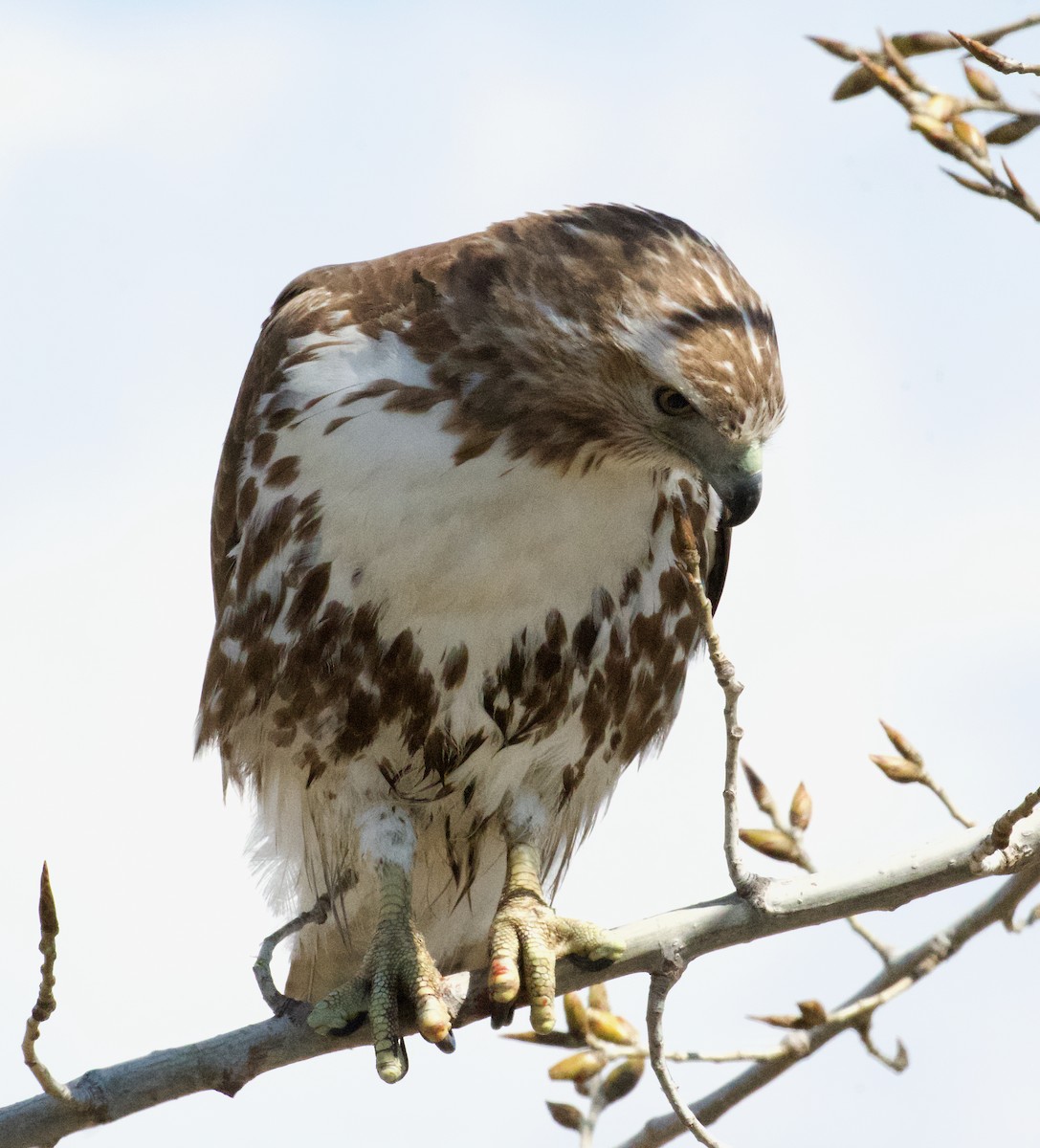 Red-tailed Hawk - ML616112529