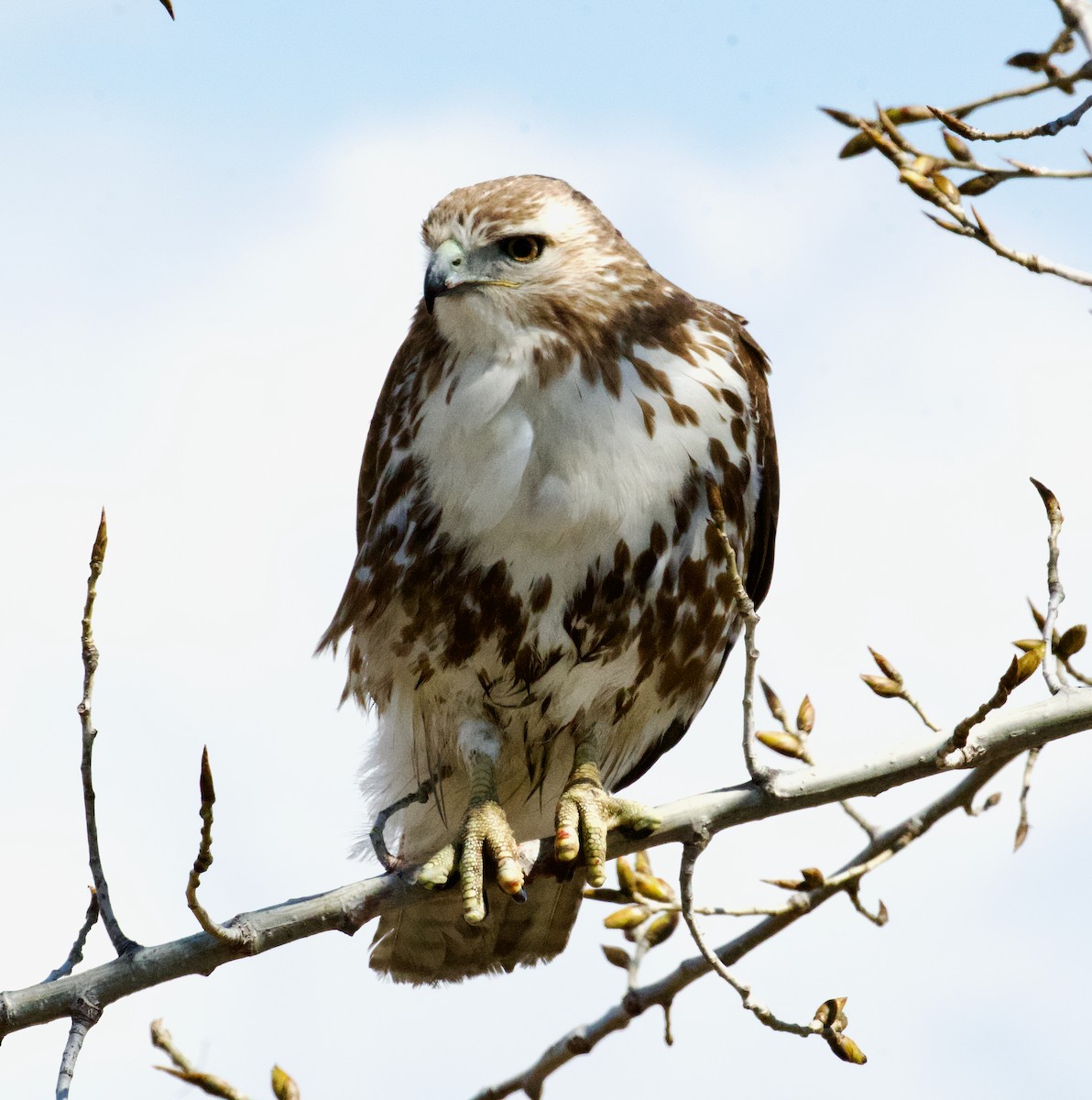 Red-tailed Hawk - ML616112531