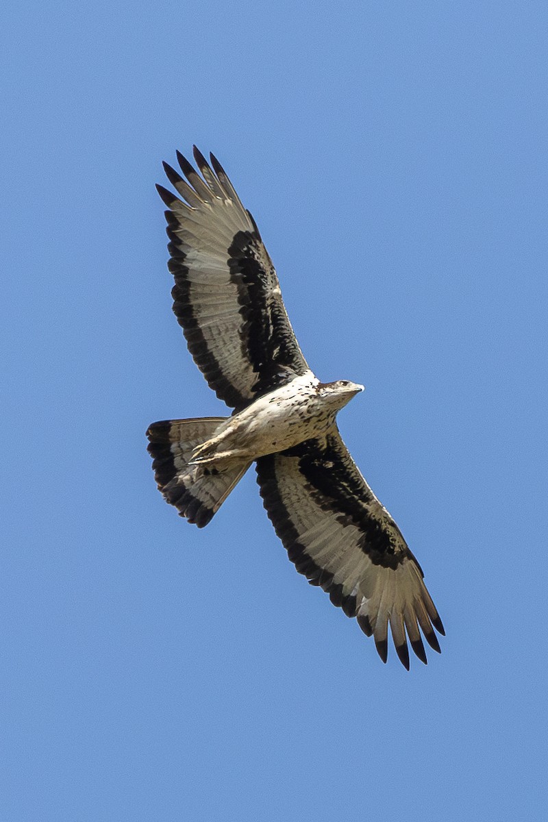 African Hawk-Eagle - ML616112547