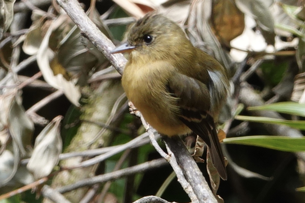 Ochraceous Pewee - ML616112549