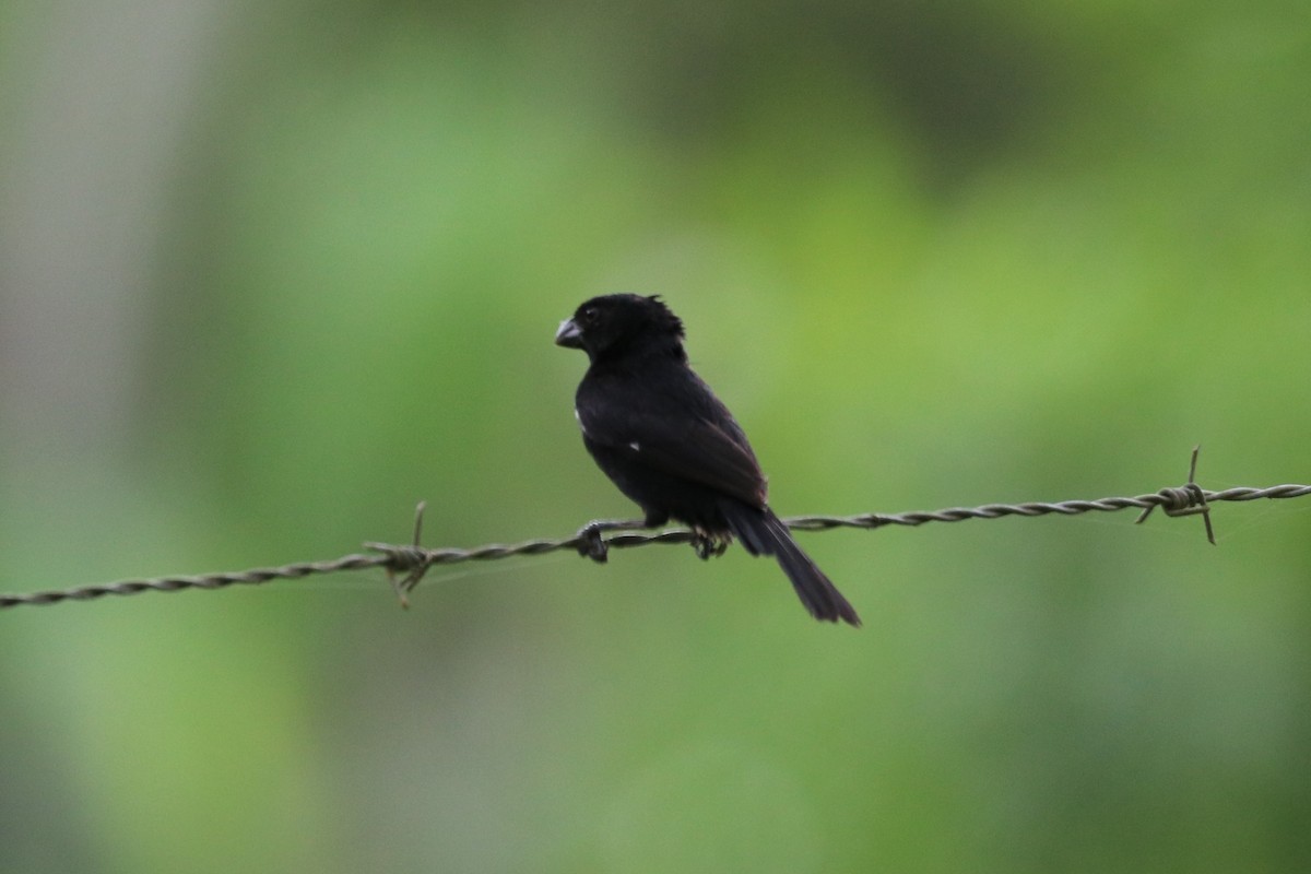 Variable Seedeater - ML616112627