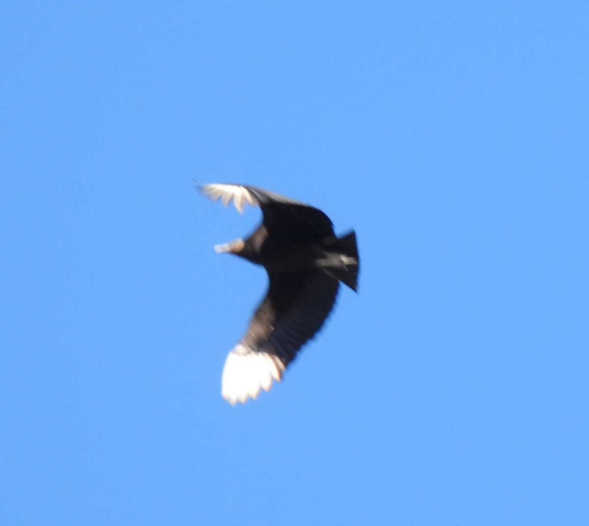 Black Vulture - ML616112635
