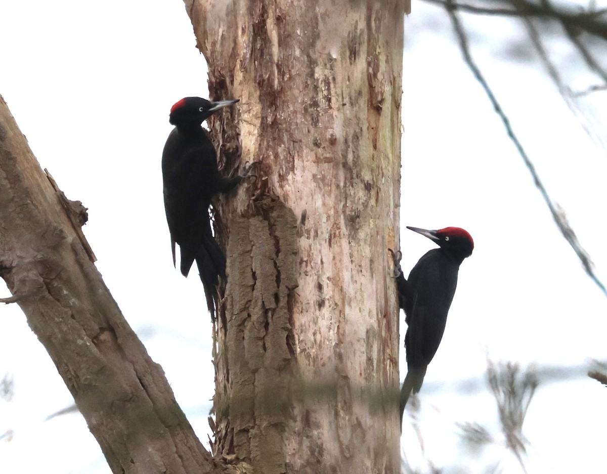 Black Woodpecker - ML616112658