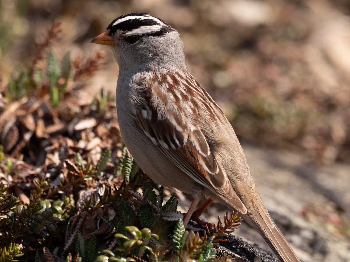 White-crowned Sparrow - ML616112735