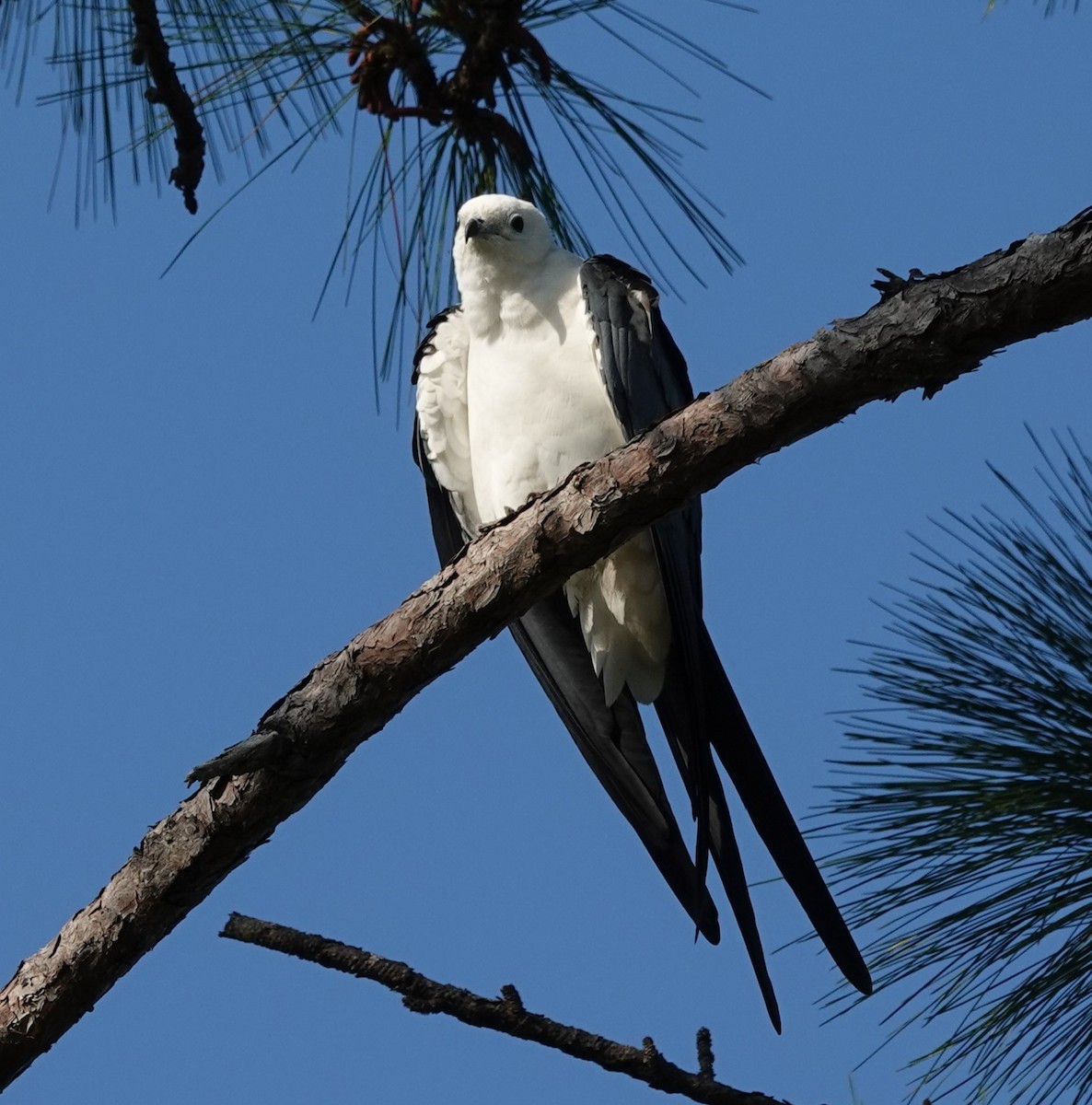 Swallow-tailed Kite - ML616112744