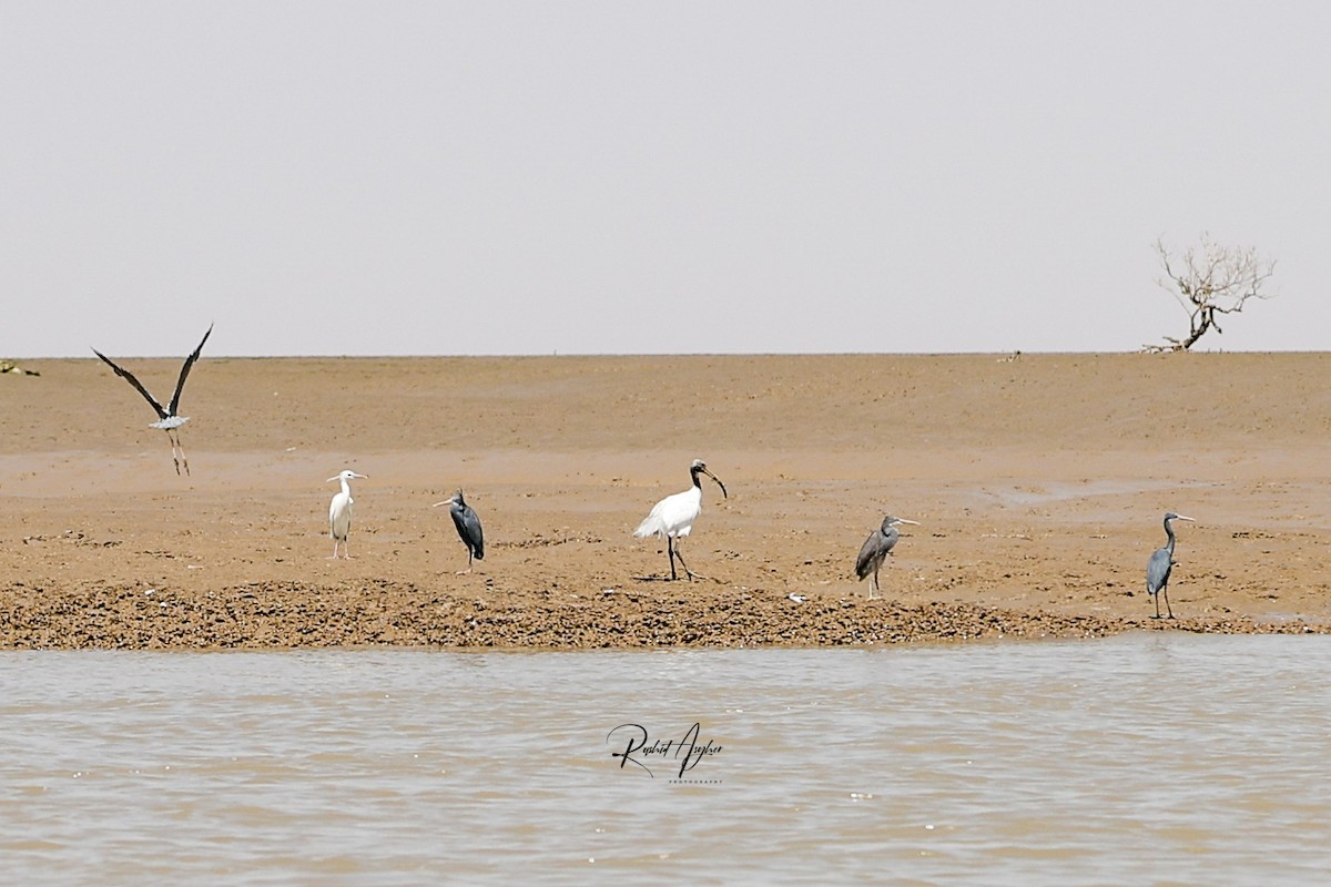 ibis černohlavý - ML616112776