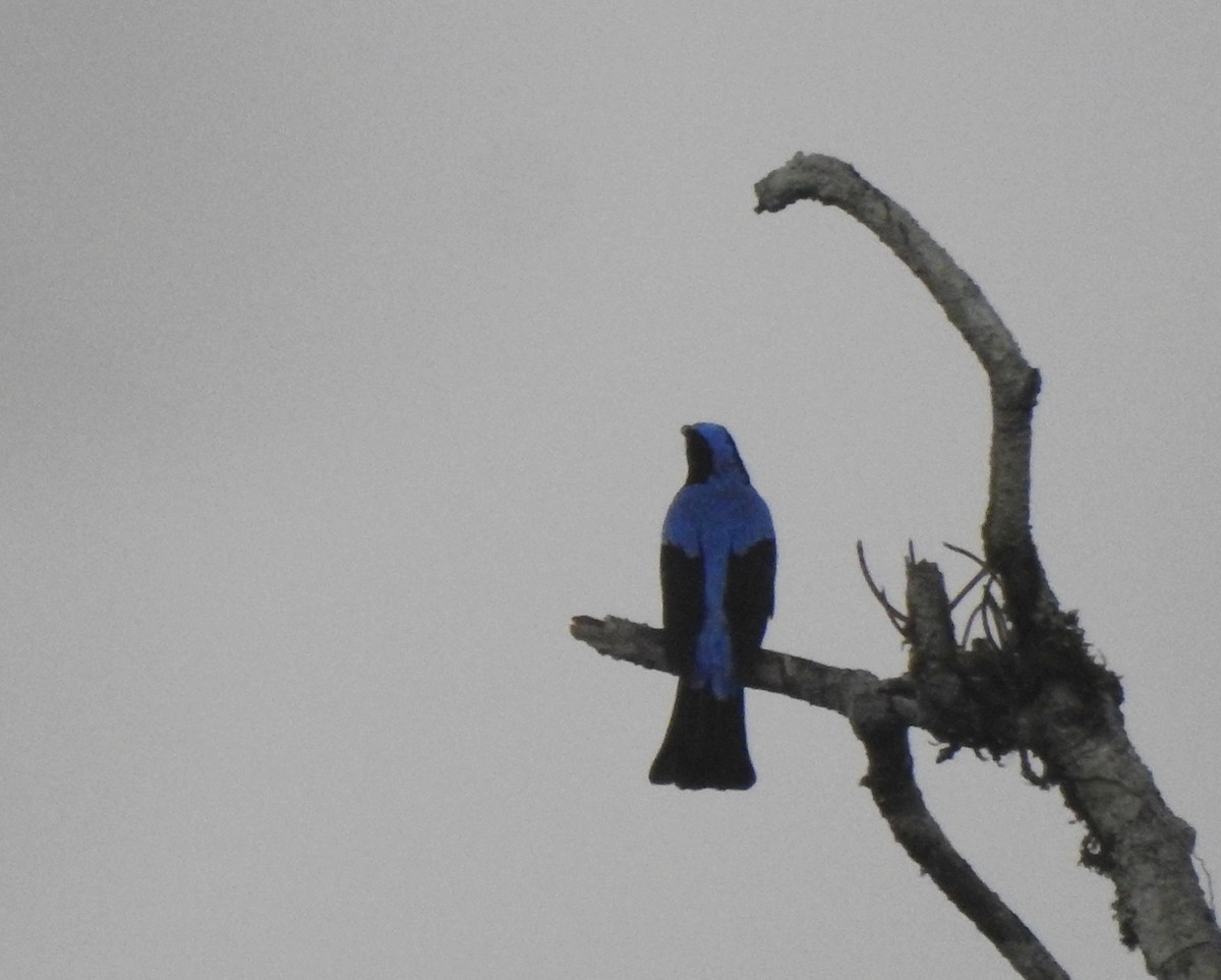 Asian Fairy-bluebird - Kiranmayee K