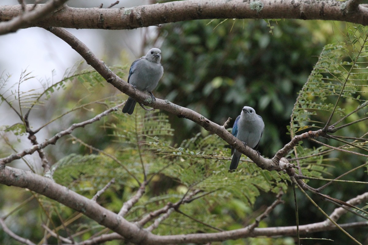 Blue-gray Tanager - ML616112921