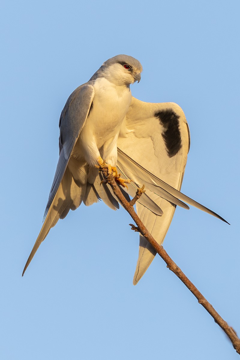 Scissor-tailed Kite - ML616112985