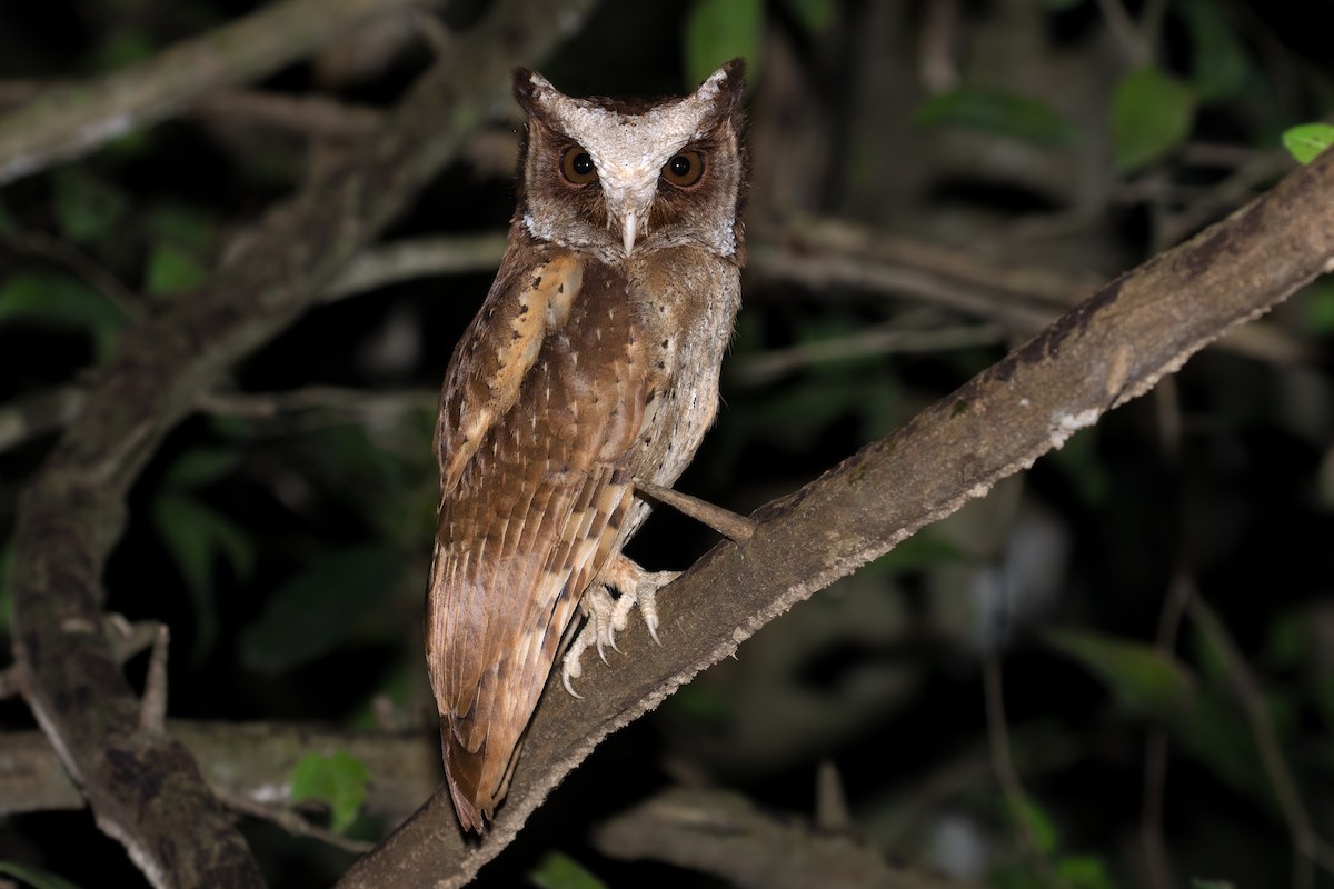 White-fronted Scops-Owl - ML616113220