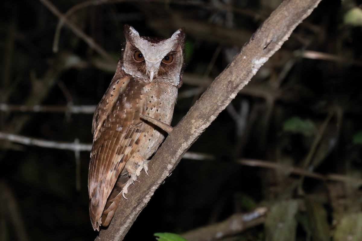 White-fronted Scops-Owl - ML616113221