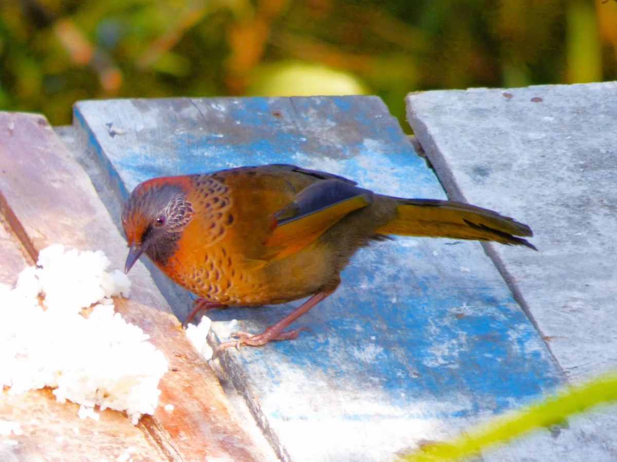 Chestnut-crowned Laughingthrush - ML616113279