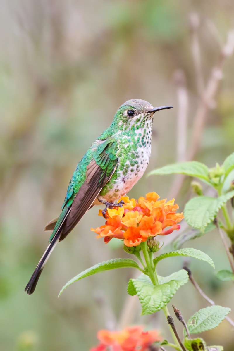 kolibřík podivuhodný - ML616113283