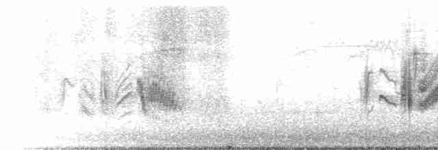 Віреон короткокрилий (підвид pusillus) - ML616113359