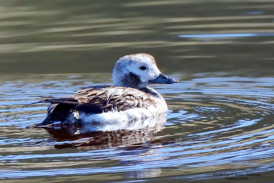 Long-tailed Duck - ML616113384