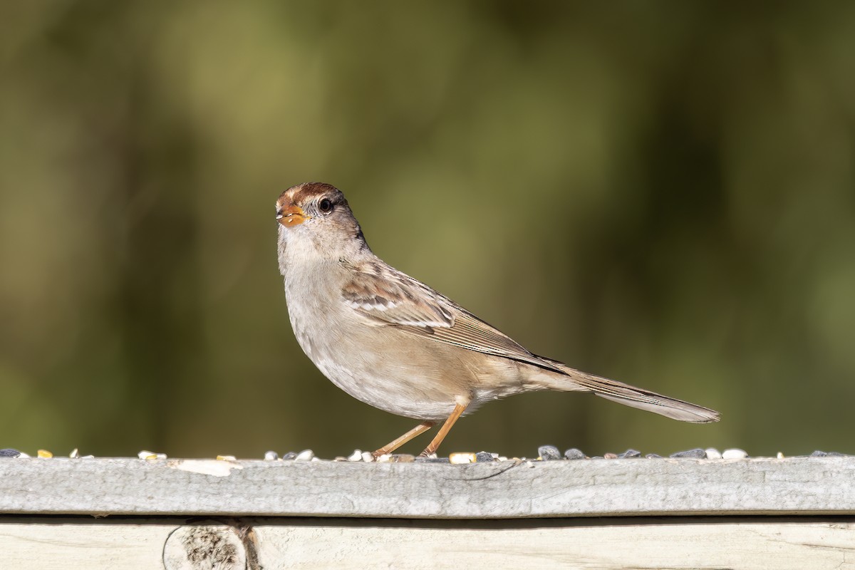 White-crowned Sparrow - ML616113425