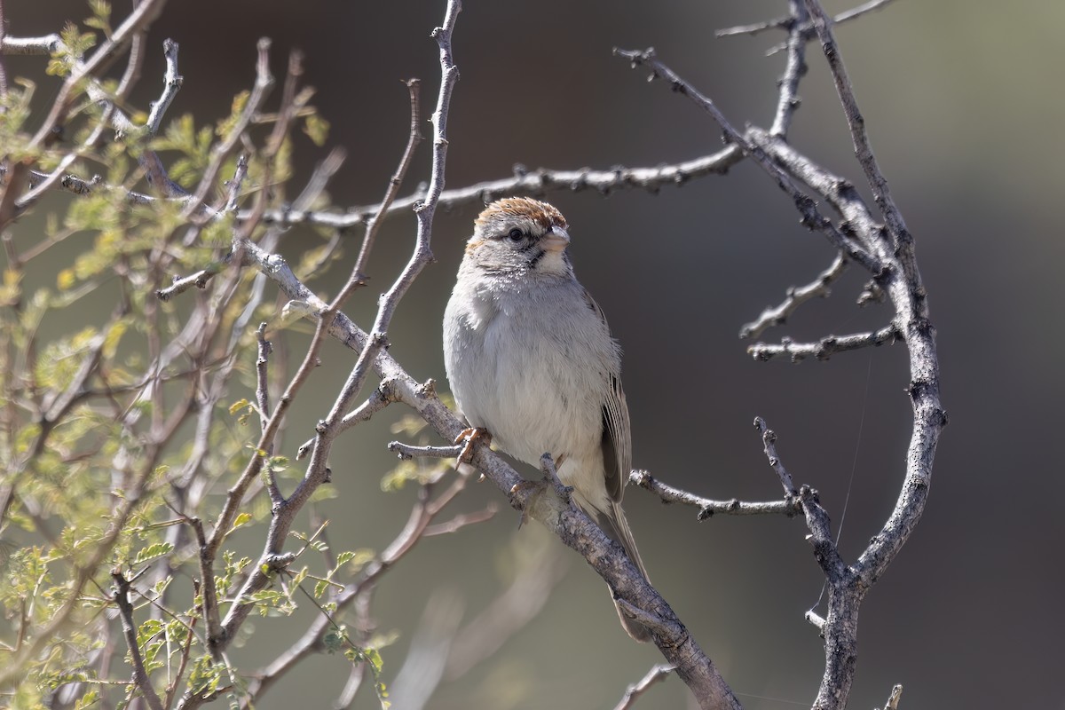 White-crowned Sparrow - ML616113426