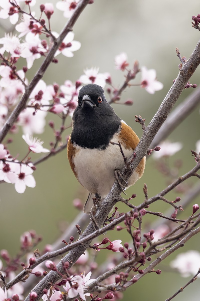 Spotted Towhee - ML616113430