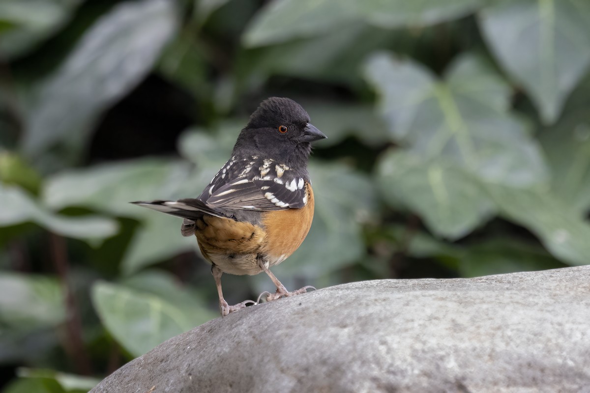 Spotted Towhee - ML616113431