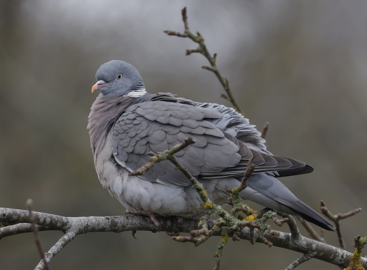 Common Wood-Pigeon - ML616113447