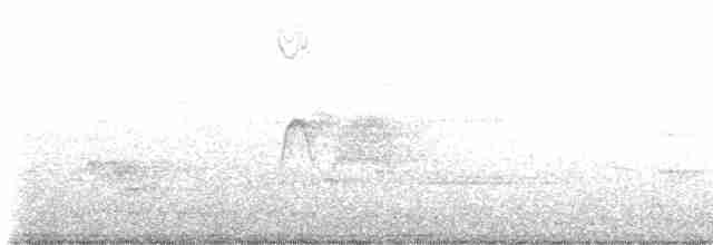 Светлобрюхий фиби - ML616113692