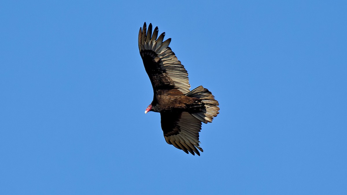 Turkey Vulture - ML616113730