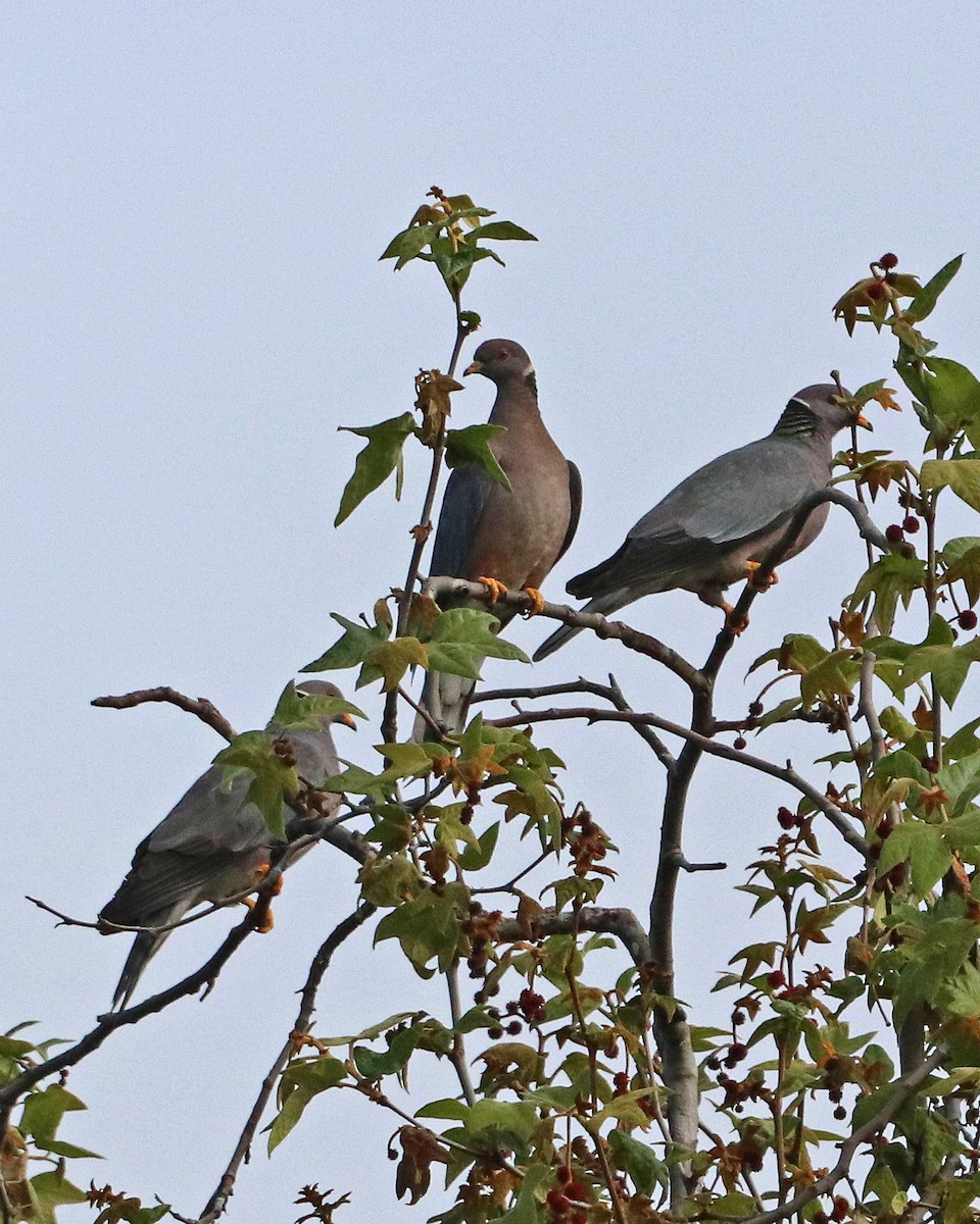 Band-tailed Pigeon - Robert Polkinghorn