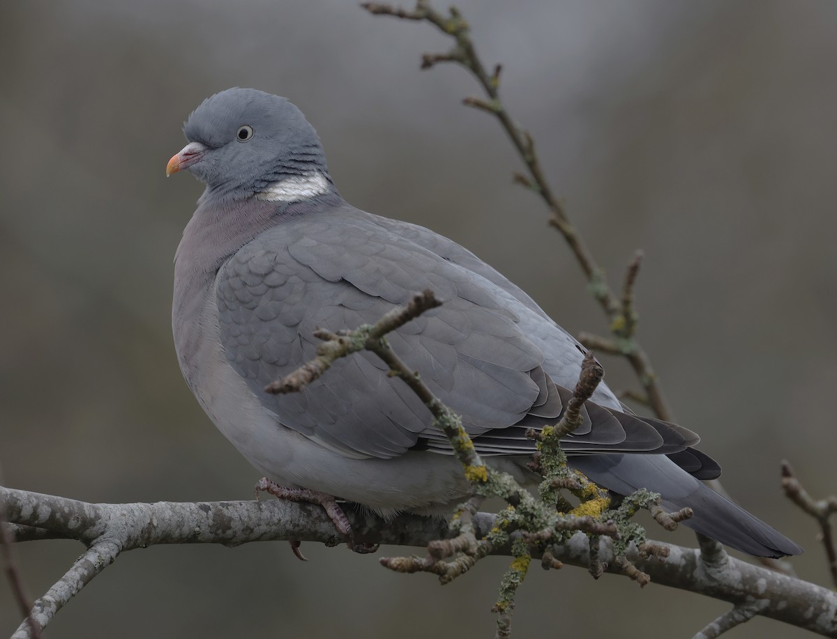 Common Wood-Pigeon - ML616113888
