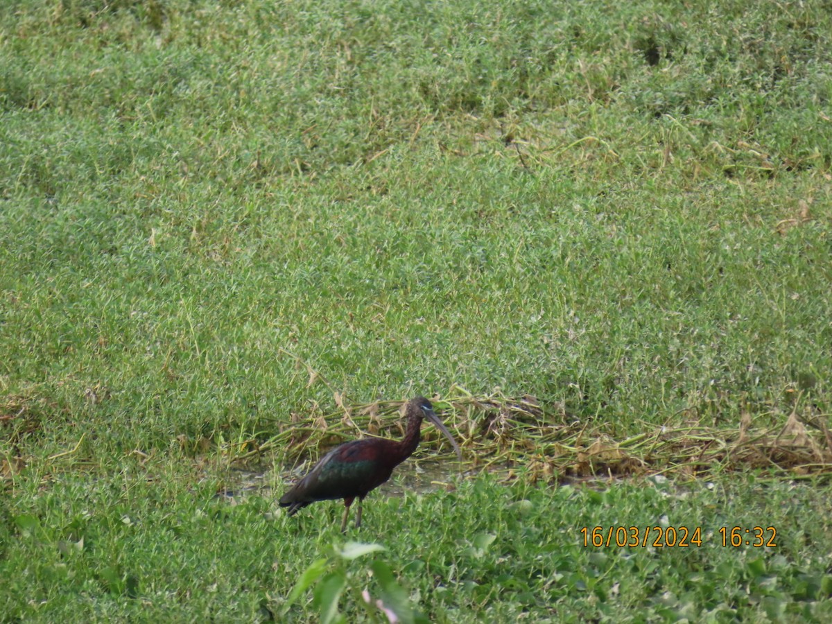 ibis hnědý - ML616113890