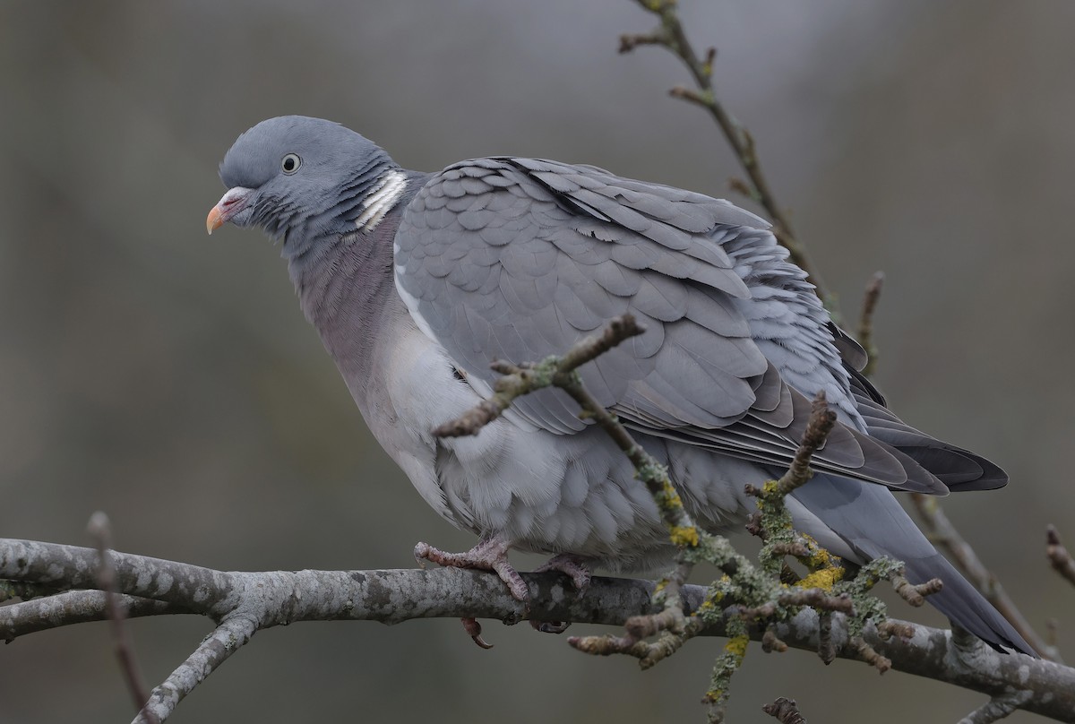 Common Wood-Pigeon - ML616113901