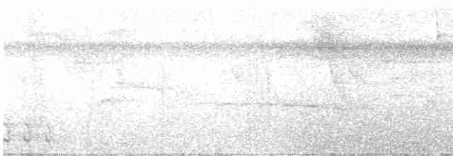 Weißbrust-Ameisenwürger - ML616114174