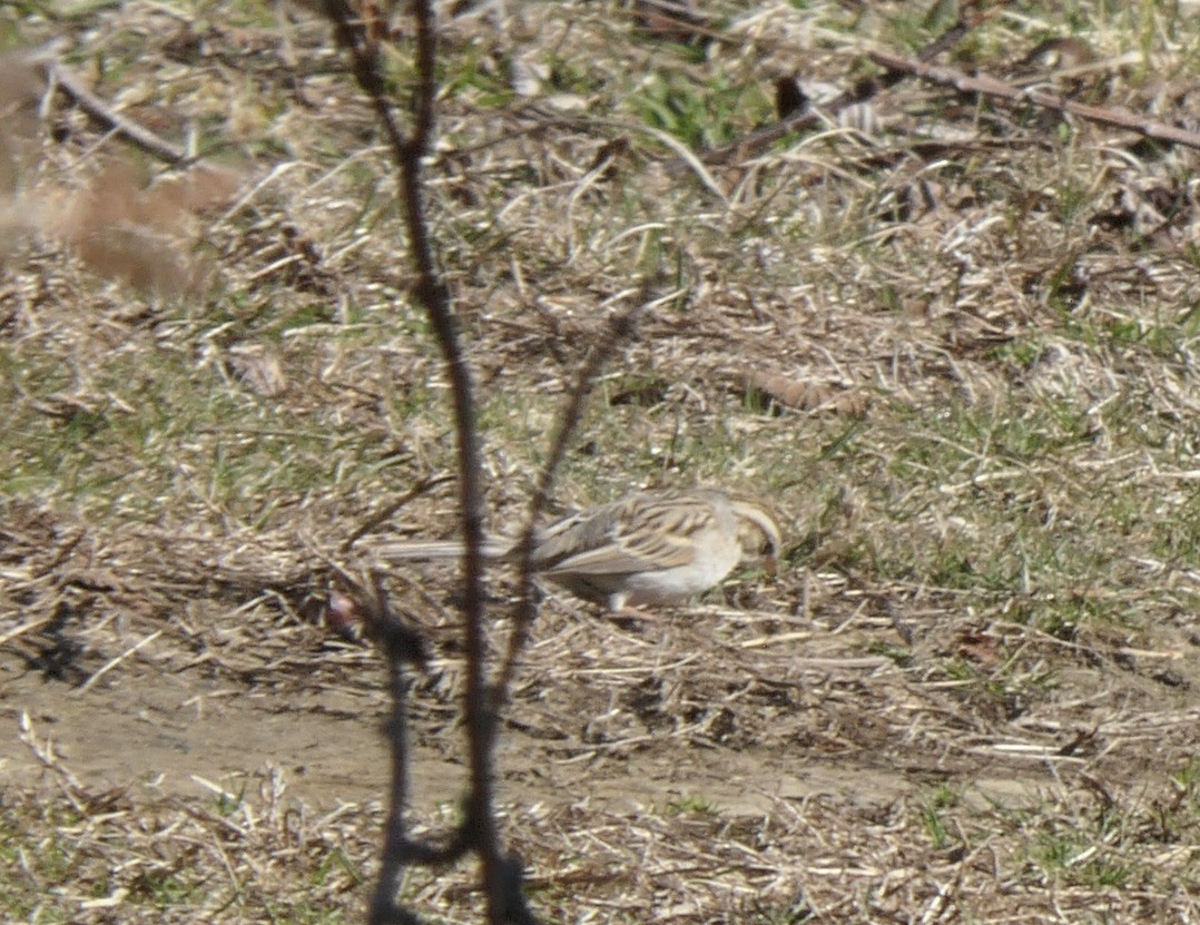Clay-colored Sparrow - ML616114209