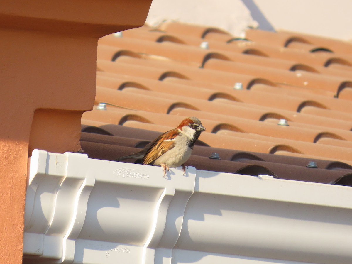 House Sparrow - ML616114450