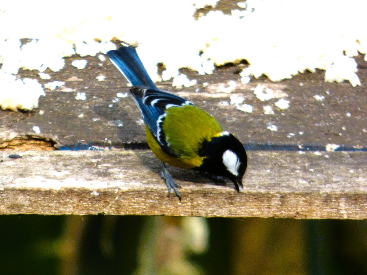 Green-backed Tit - ML616114623