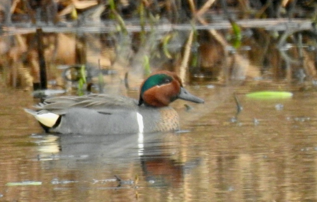 Green-winged Teal - ML616115036