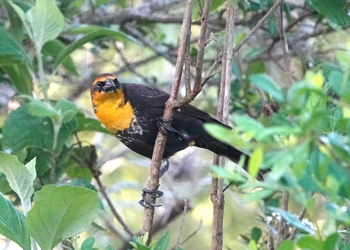 Yellow-headed Blackbird - ML616115361