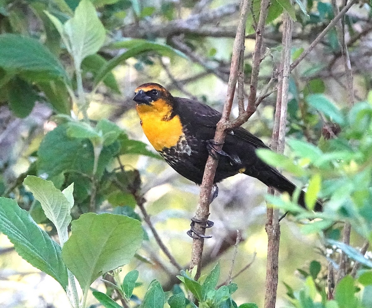 Yellow-headed Blackbird - ML616115362