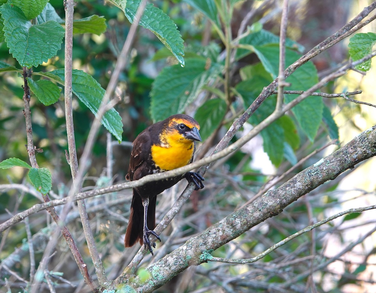 Yellow-headed Blackbird - ML616115363