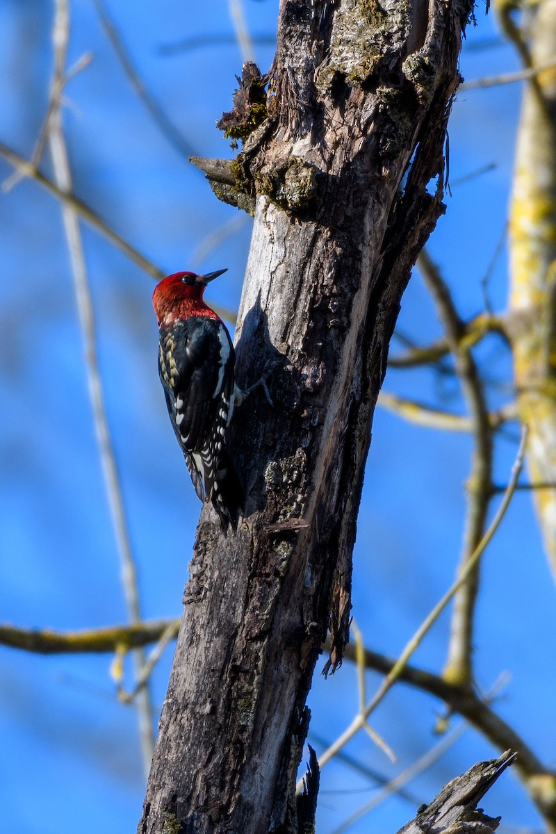 Red-breasted Sapsucker - ML616115569